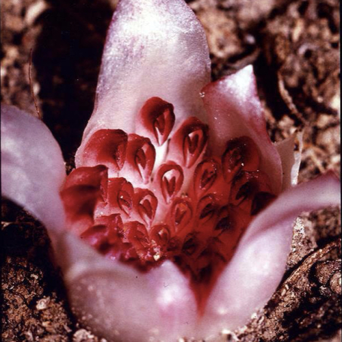 Western Underground Orchid