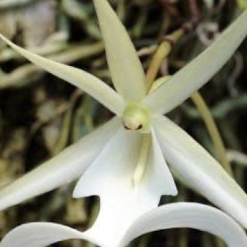 Ghost Orchid