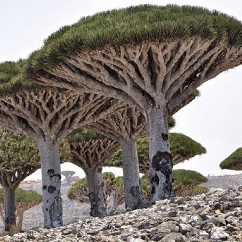 Dragon’s Blood Tree