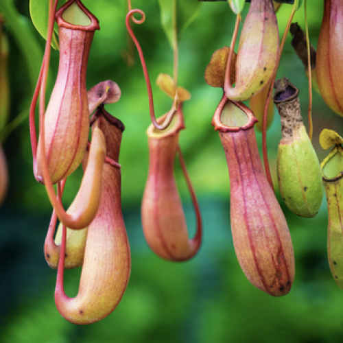 Pitcher plant
