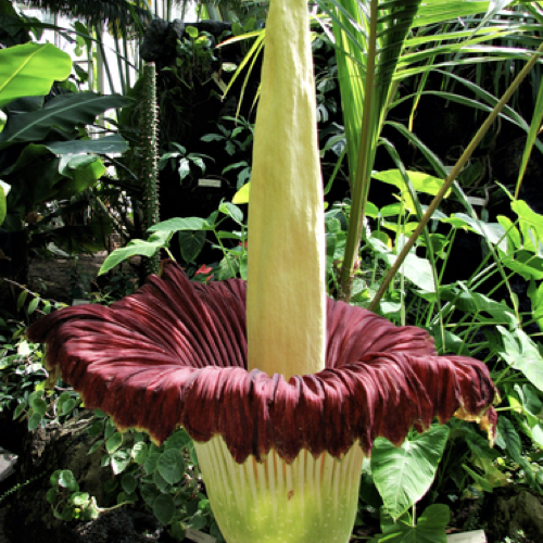 Corpse flower