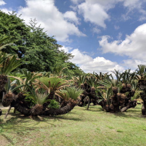 Wood’s cycad