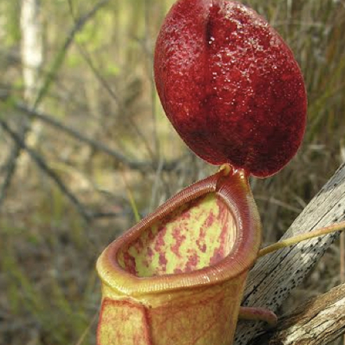 Nepenthes Tenax