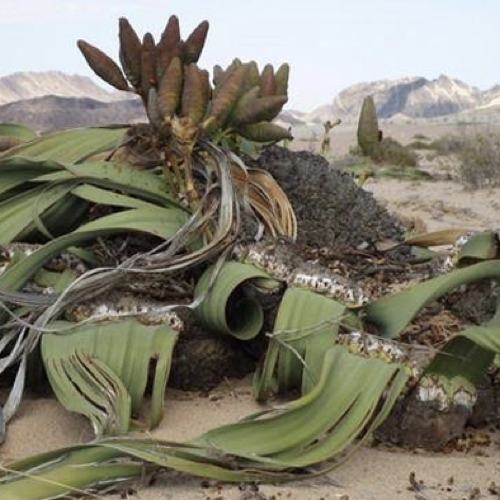 Welwitschia