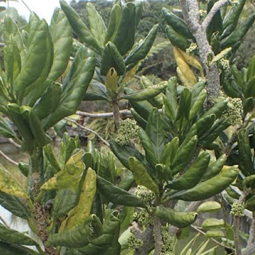 Pennantia Baylisiana