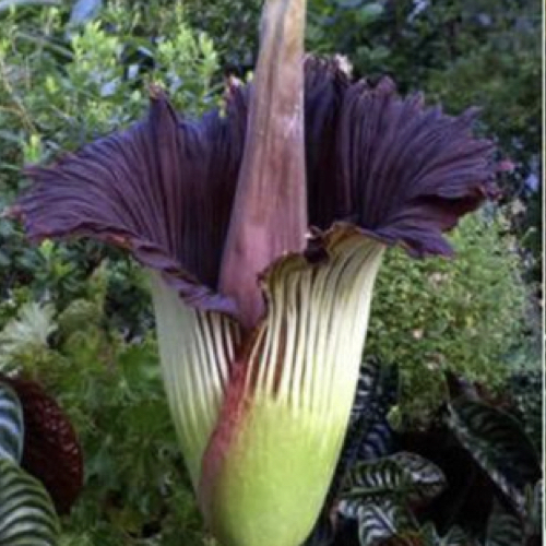 Amorphophallus Titanum